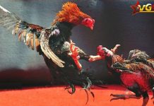 Đá gà VG99 – Cổng Game Đá Gà Thomo Nổi Tiếng Châu Á Đá gà VG99 hiện nay cung cấp cho người chơi rất nhiều thể loại đá khác nhau