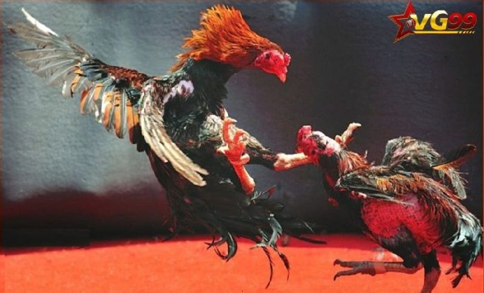da-ga-vg99 (2) Đá gà VG99 hiện nay cung cấp cho người chơi rất nhiều thể loại đá khác nhau